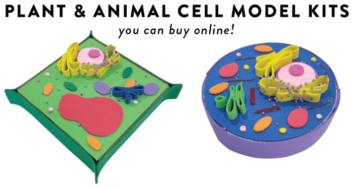 Cell model project 3d